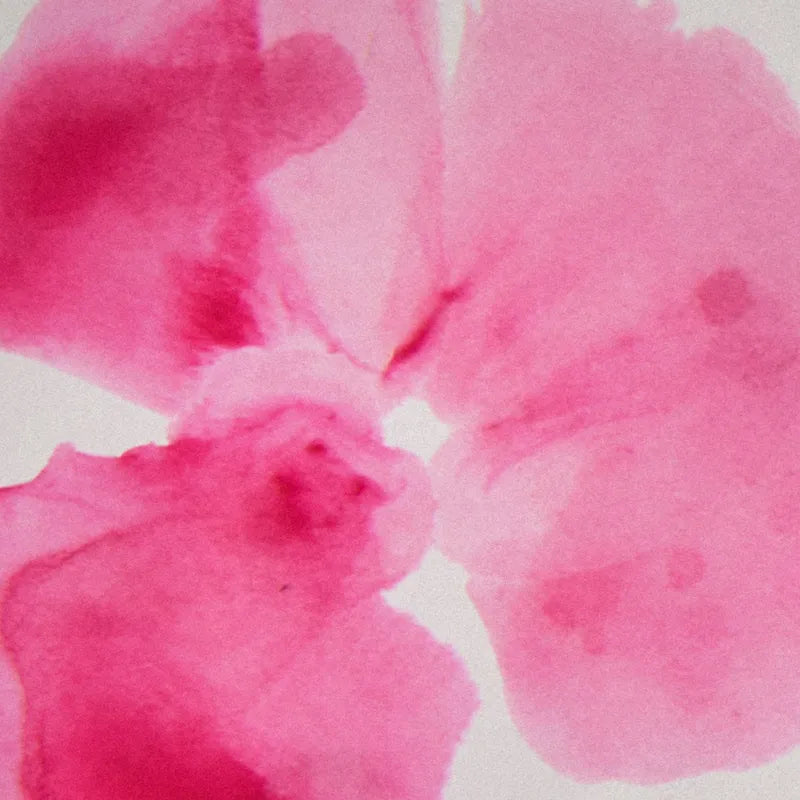 Abstract pink watercolor flower on a white background.